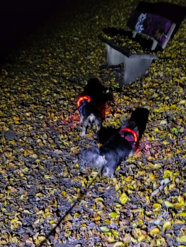 Zwei Hunde mit leuchtenden Halsbändern laufen über den mit Blättern bedeckten Boden.