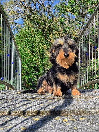 Ein kleiner Dackel sitzt auf einem Weg, umgeben von Bäumen und einem Zaun im Hintergrund.