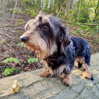 Schwanzwedelnder Hund steht auf einem Baumstamm im Wald, umgeben von grünen Pflanzen.