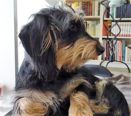 Schwarz-brauner Hund sitzt mit gepflegtem Fell und aufmerksamer Haltung.