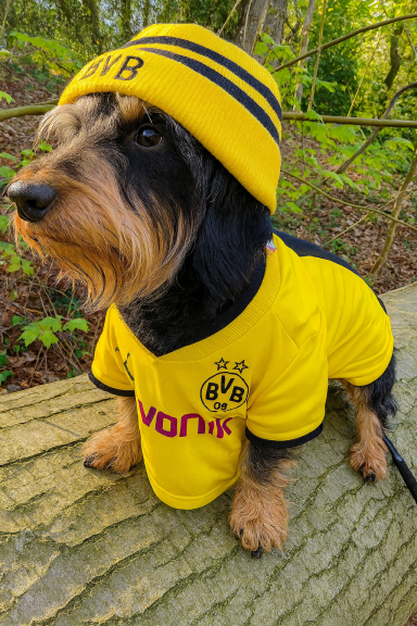 Hund im gelben Trikot und Beanie mit Vereinslogo, sitzend auf einem Baumstamm.