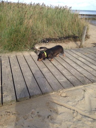Ein Hund liegt entspannt auf einem Holzsteg an einem Strand.
