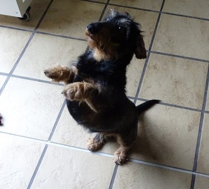 Ein stehender Dackel auf zwei Beinen, schaut neugierig um sich.