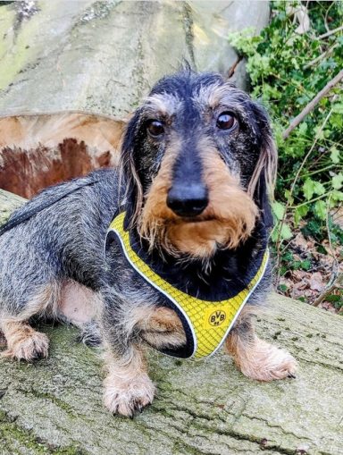 Dackel mit schwarzem und braunem Fell sitzt auf einem Baumstamm, trägt ein gelbes Geschirr.