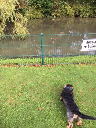 Ein Hund steht am Ufer eines Teiches, während Enten schwimmen.