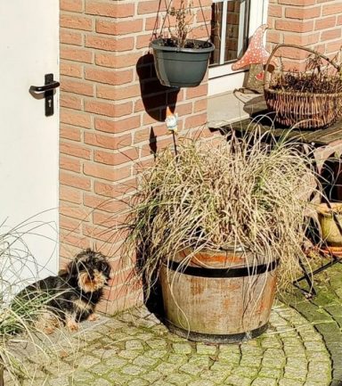 Ein kleiner Hund sitzt neben einem Blumentopf an einer Backsteinwand.