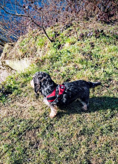 Schwarzer Hund mit weißen Flecken, der an einem Hang steht und nach vorne schaut.