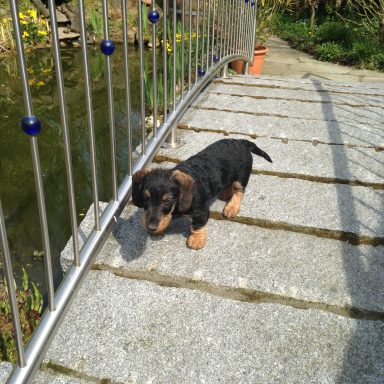 Schwarz-brauner Dackelwelpe auf einem Gehweg neben einem Teich.