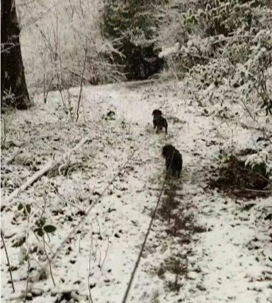 Zwei Hunde laufen auf einem verschneiten Waldweg. Umgeben von Bäumen und Schnee.