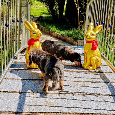 Zwei Hunde erkunden eine Brücke mit zwei goldenen Hasenfiguren.